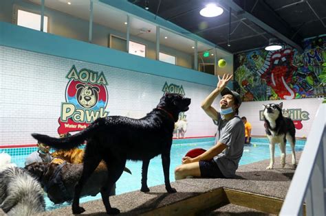 In Pictures: Fun time for dogs at Aqua Pawk in Dubai ...