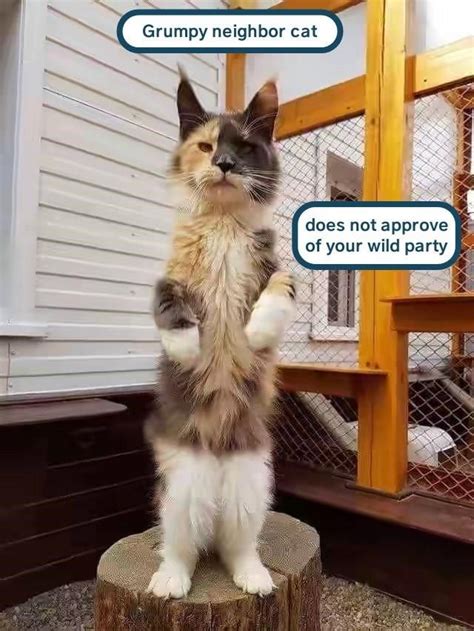 Grumpy Neighbor Cat Cats Funny Cat Pictures Cute Animals