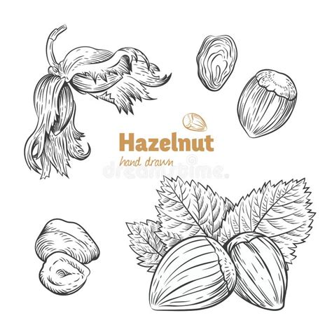 Hazelnuts Vector Hand Drawn Illustration Stock Vector Illustration Of