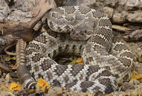 Whats The Difference Between A Rattlesnake And A Bullsnake