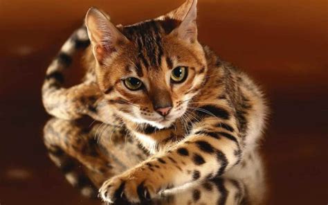 Bengal Cat