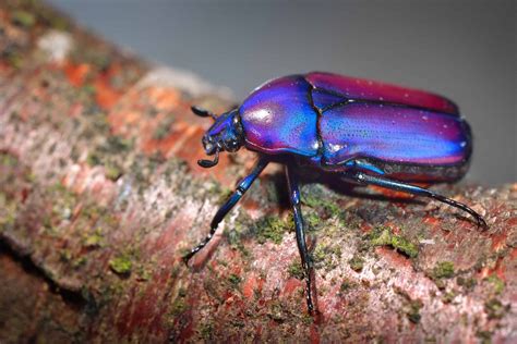 Scarab Beetle A Z Animals
