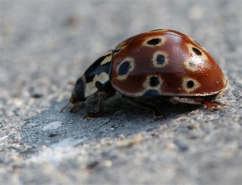 Brown Bugs That Look Like Ladybugs