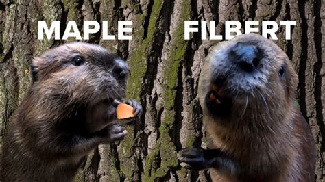 Out And About Meet Filbert And Maple The Beavers At The Oregon Zoo