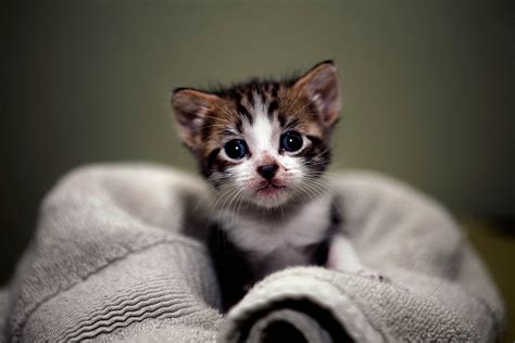 Hd Kitten Wallpapers Cats Kittens Cutest Cute Kittens Images