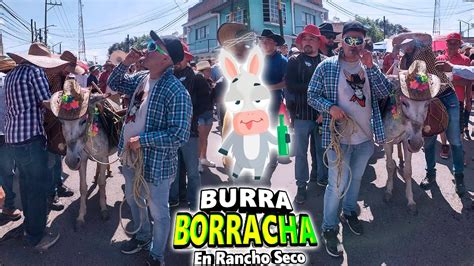 Burra Borracha En Rancho Seco Celaya Guanajuato 2023 Youtube