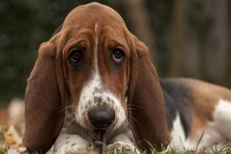 9 Popular Dog Breeds With Floppy Ears Stillunfold