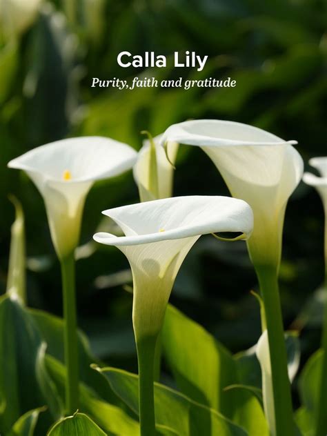 Floriography (language of flowers) is a means of cryptological communication through the use or arrangement of flowers. History and Meaning of Calla Lilies | Lily meaning, Calla ...