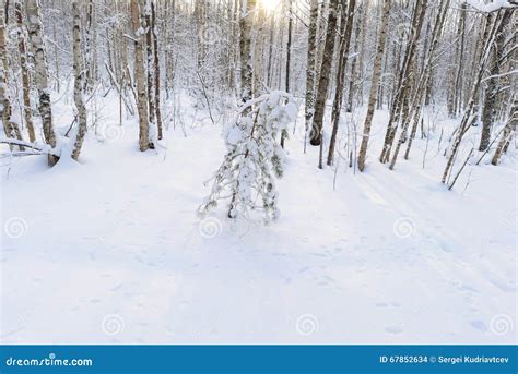 Forest Clearing In The White Snow With Shadows On A Winter Morning Sun