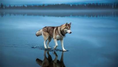 Husky Siberian Wallpapers Resolution 4k Animals Dog