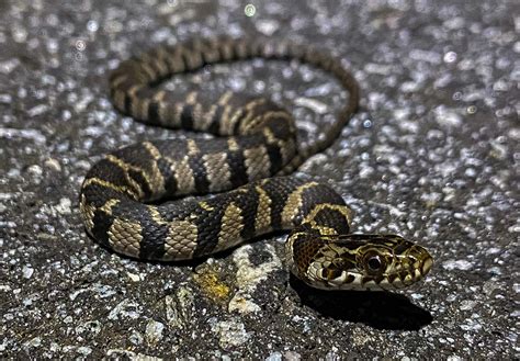 Eastern Copperhead Florida Snake Id Guide