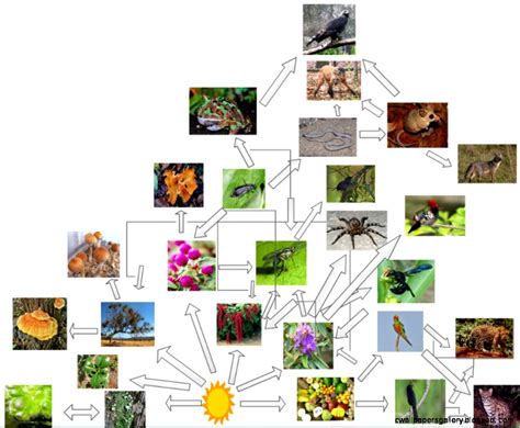 Tropical Rainforest Food Web Decomposers | Wallpapers Gallery