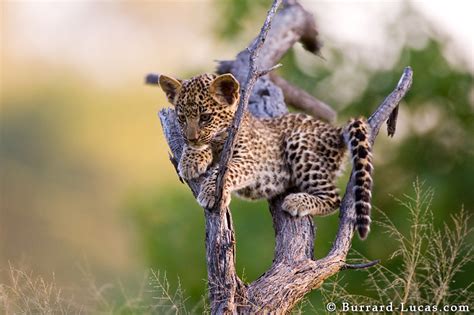 Wonderful African Wildlife Photos By Burrard Lucas 20