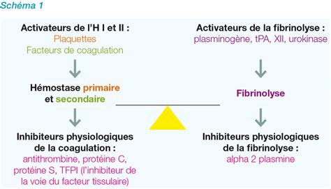 Hémostase Définition Schéma Les Trois étapes De Lhémostase