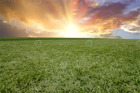 Beautiful Grass Field And Clear Blue Sky Background Texture 7977732