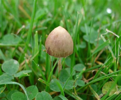 Psilocybe Semilanceata Magic Mushroom A Photo On Flickriver