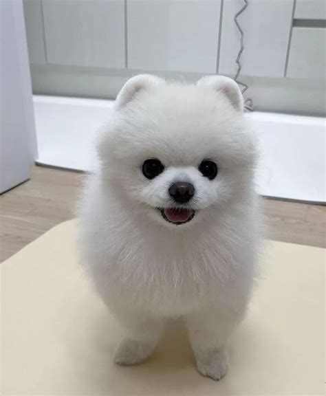 Pomeranian Puppies For Sale Chicago Il 486272