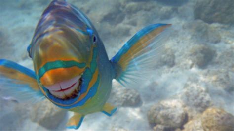 (sila lihat juga gila angau.) mabuk laut: Ubat Mabuk Laut Terbaik - Rawatan h