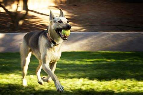Como Hacer Que Un Pitbull Suelte A Otro Perro - Noticias del Perro