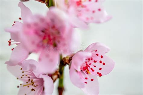 Pink Peach Flower On Branch Stock Image Image Of Nature Macro 173742331
