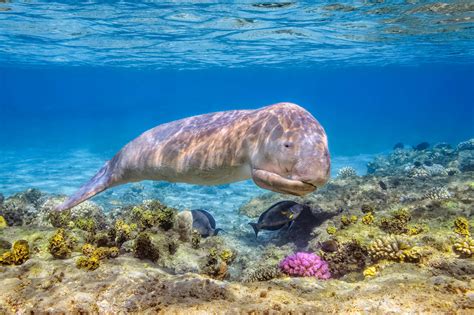 Top 129 Endangered Animals In The Great Barrier Reef