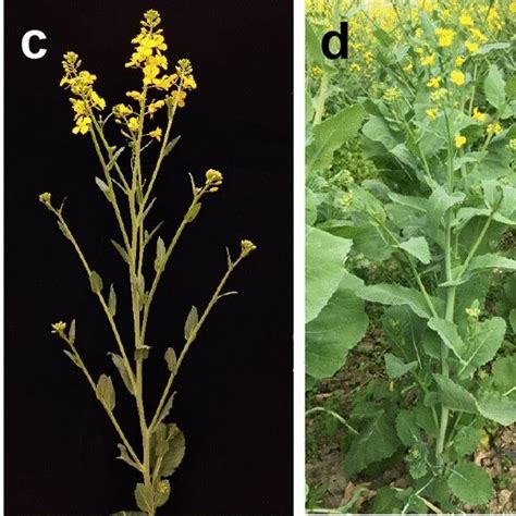 Diversity Of Plant Morphology And Flower Colour In Brassica