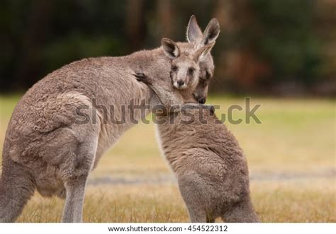 Mother Baby Kangaroo Hug Stock Photo Edit Now 454522312