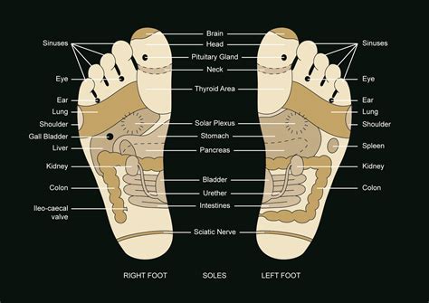 Reflexology A Science Or An Art Andrea Hurst Reflexology