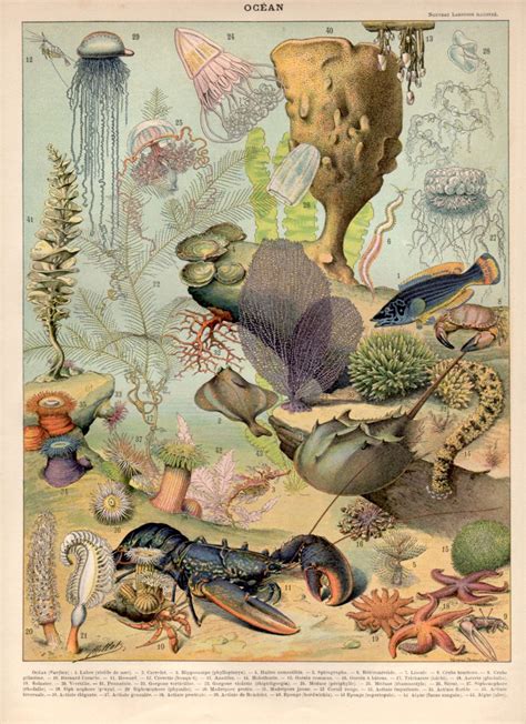 1897 Sea Creatures Antique Print Ocean Vintage Lithograph Etsy Art