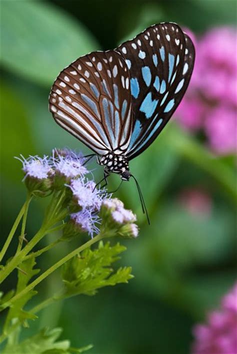 136 Best Images About Butterflies On Flowers On Pinterest