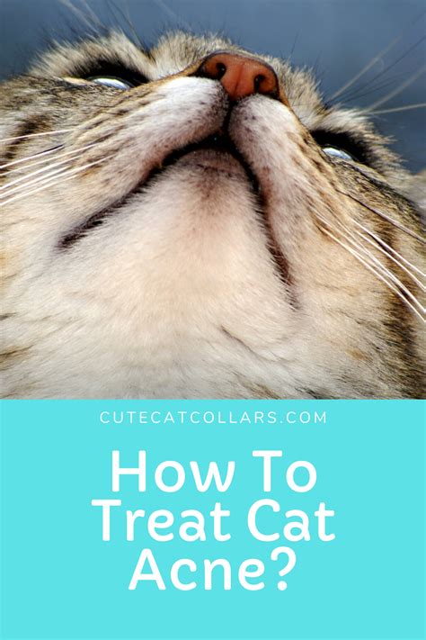 How To Treat Cat Acne In 2020 Cat Acne Feline Acne Cat Feline