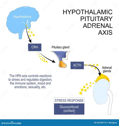 Hypothalamic Pituitary Adrenal Axis Stock Vector Illustration Of
