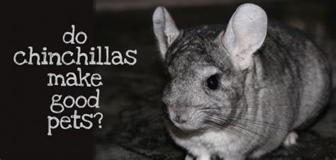 The chinchilla has enduring appeal as a pet for all ages, with their classic cute looks and friendly disposition. Chillin' with the Chinchilla - PetsBlogs