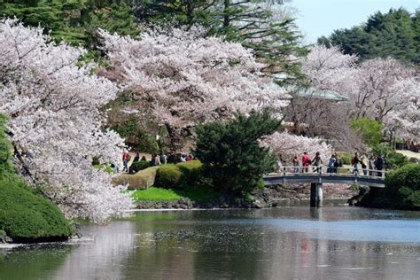 Enjoy Late Cherry Blossoms At Tokyos Beautiful Shinjuku Gyoen Japan