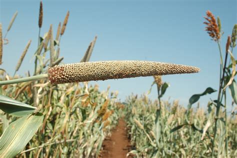 Pearl Millet | Diseases and Pests, Description, Uses, Propagation