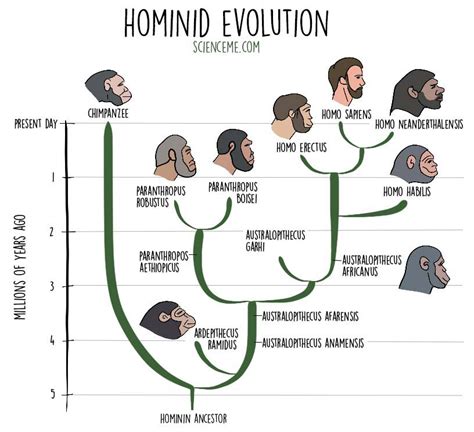 Sintético 105 Foto Línea Del Tiempo De La Evolución Humana Alta