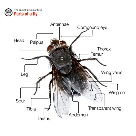 Parts Of A Fly Grammar Tips