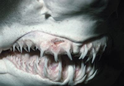Check spelling or type a new query. Why do people collect shark teeth? | HowStuffWorks