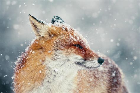 Snow Fox Series Fox Face Photograph By Roeselien Raimond Fine Art