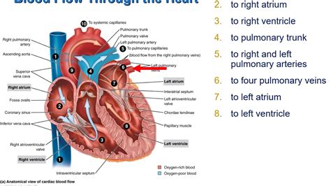 Structure And Function Of The Heart Youtube