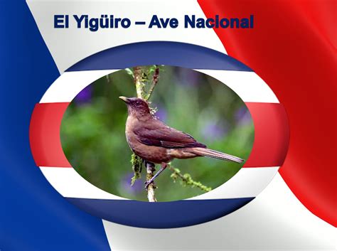 El Yigüirro Ave Nacional Costa Rica Costa America