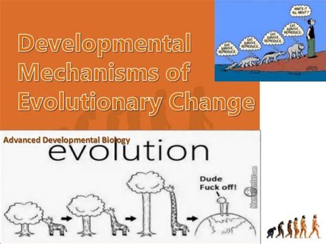 Developmental Mechanisms Of Evolutionary Change