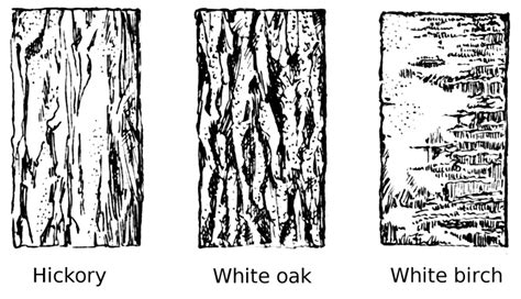 Tree Bark Clipart 20 Free Cliparts Download Images On Clipground 2023