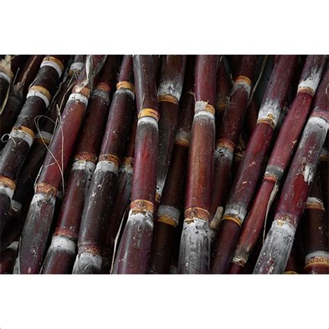 Red Fresh Sugarcane At Best Price In Nashik Maharashtra Jj Agrofarm
