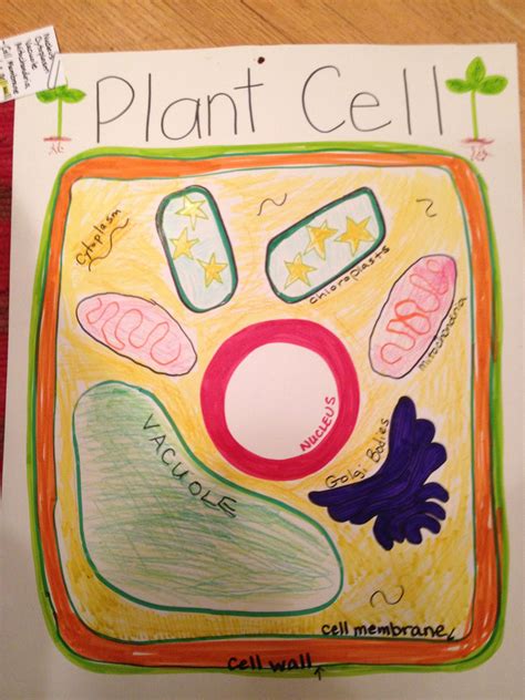 We did not find results for: Plant cell - hand drawn poster..we may toss a bean bag on ...