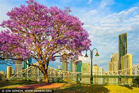 Brisbane City In Spring Image Fine Art Landscape Photography Ilya