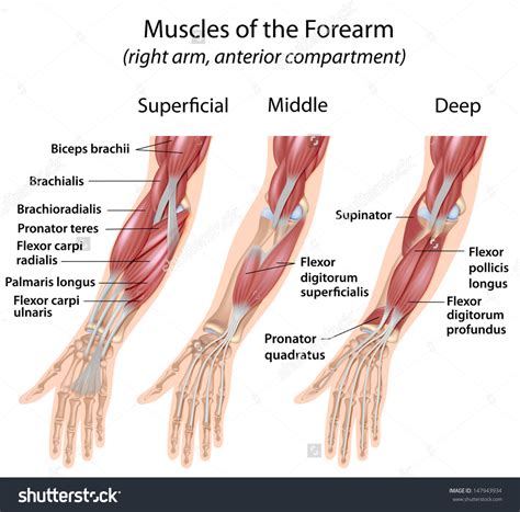 Fore Arm Muscles Anterior Compartment Diagram Quizlet