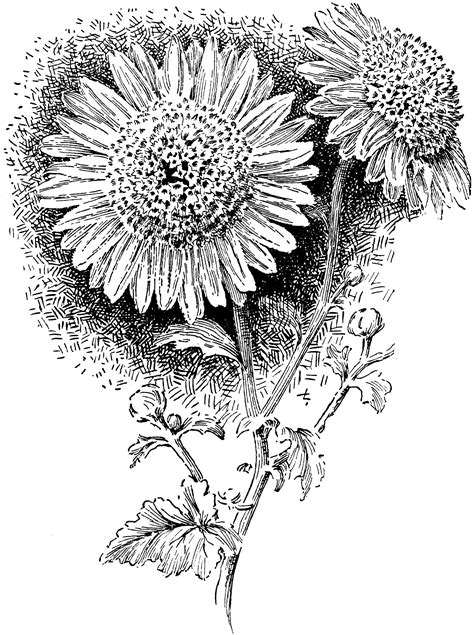 Anemone Type Of Chrysanthemum Clipart Etc