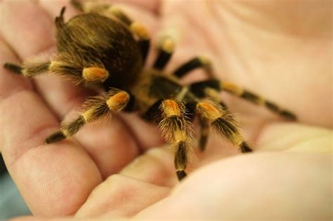 5 Reasons Why You Should Keep A Tarantula As A Pet