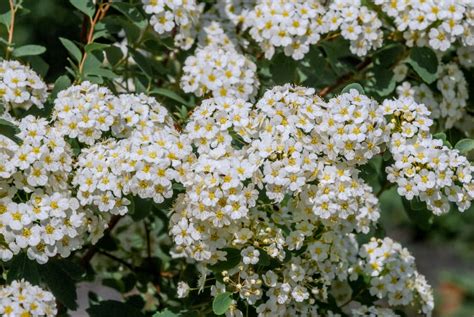 Bold White Flowering Shrubs Bushes Horticulture Co Uk